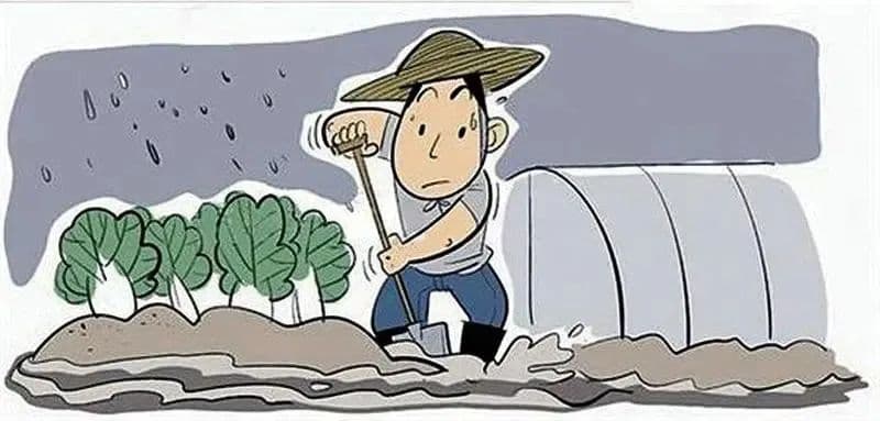 大棚出租，墙体遭雨水侵袭受损，谁之责？｜寿法案例  · 蔬菜法庭
