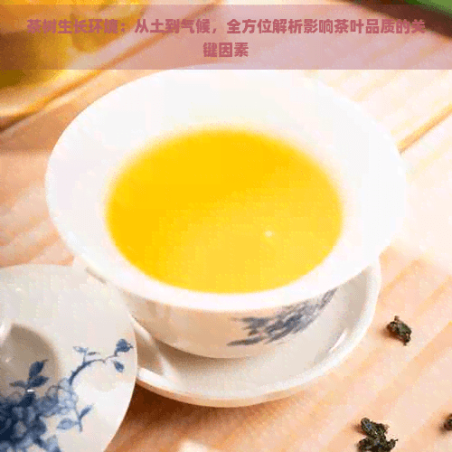 茶树生长环境：从土到气候，全方位解析影响茶叶品质的关键因素