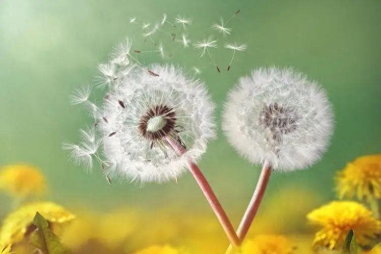 蒲公英可在48小时内杀死98%的癌细胞，科学还是谣言？