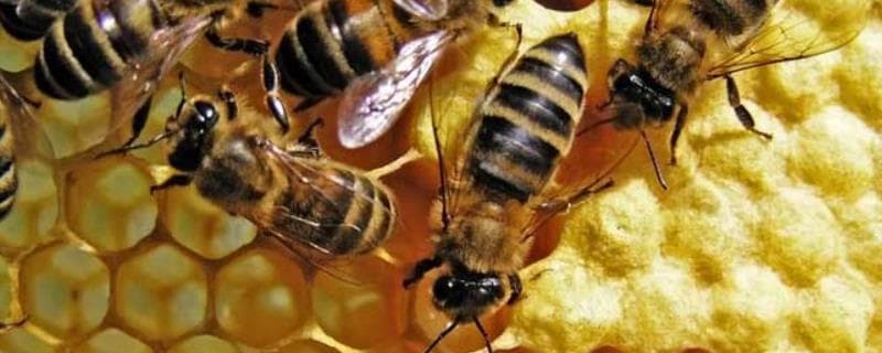 蜂王、工蜂、雄蜂的区别