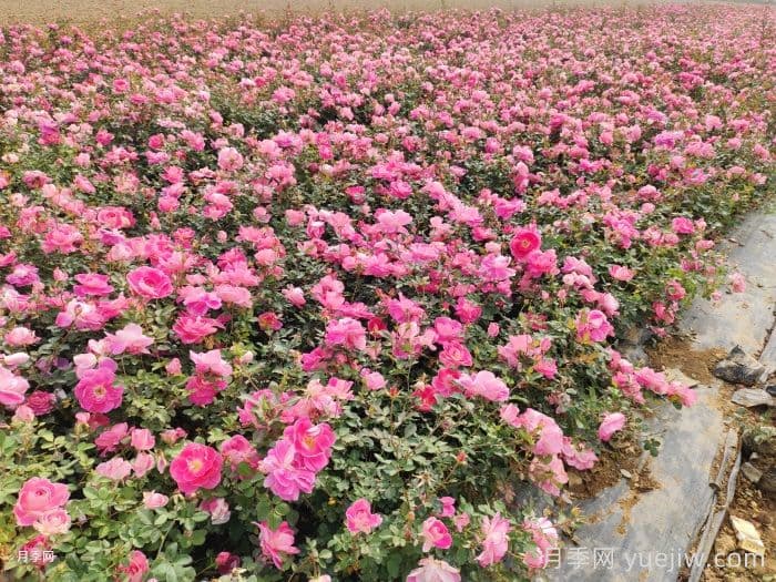 园林绿化怎样抢救萎蔫的月季花？