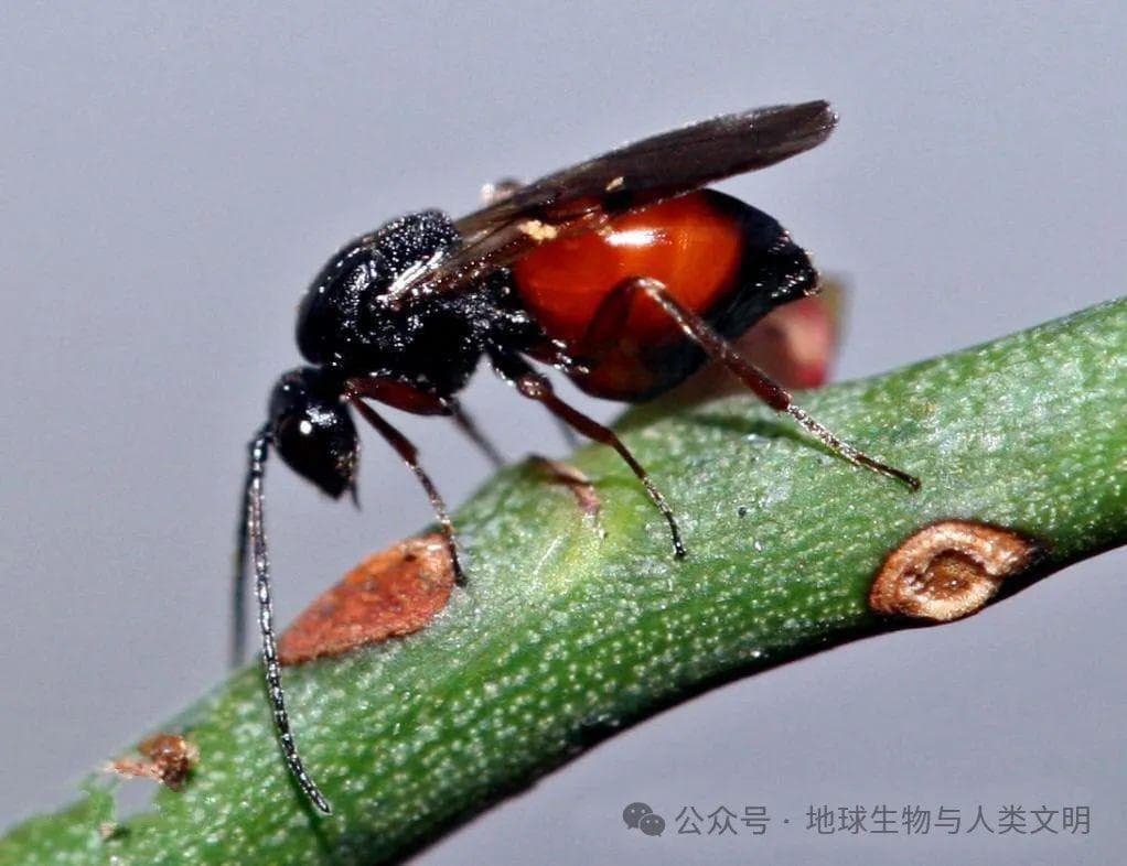 【动物界全系列】寄生蜂下目—瘿蜂总科〈旗腹蜂总科〉