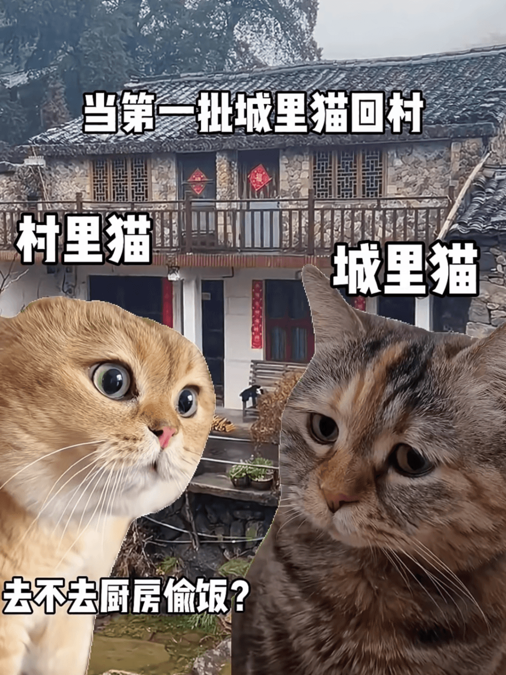 猫meme爆火的AB面