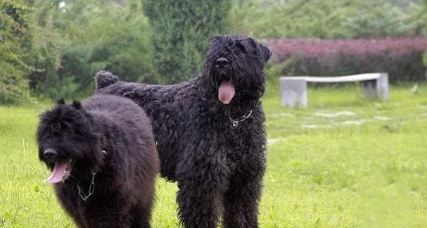 哪些大型犬品种特别温顺？它们适合家庭饲养吗？