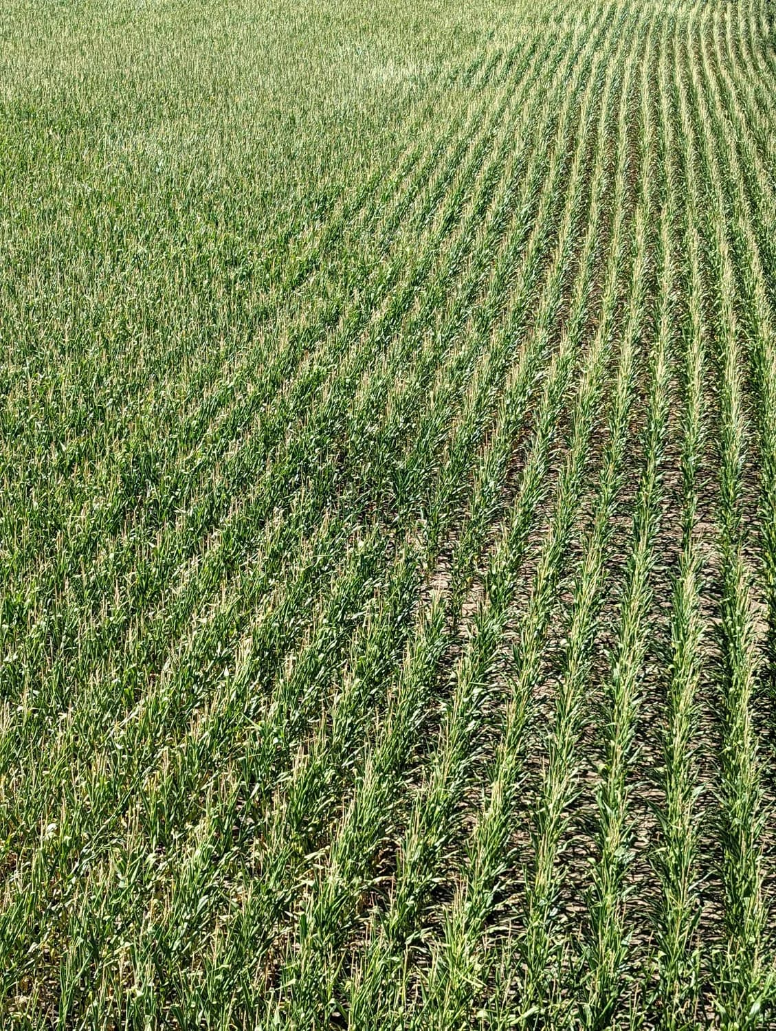 科技赋能丰收：关中地区冬小麦种植实现新突破