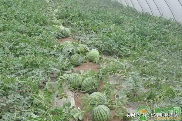 西瓜怎么种植（西瓜种植时间和方法）