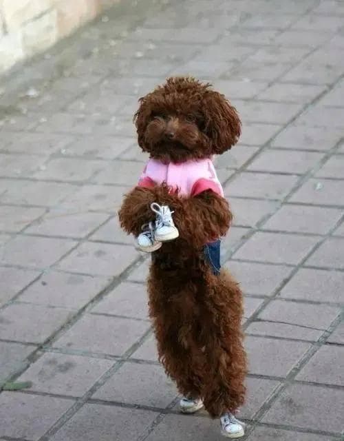泰迪犬智商是狗界的'爱因斯坦'！智力排行第二名！为什么是宠物界的超级明星？