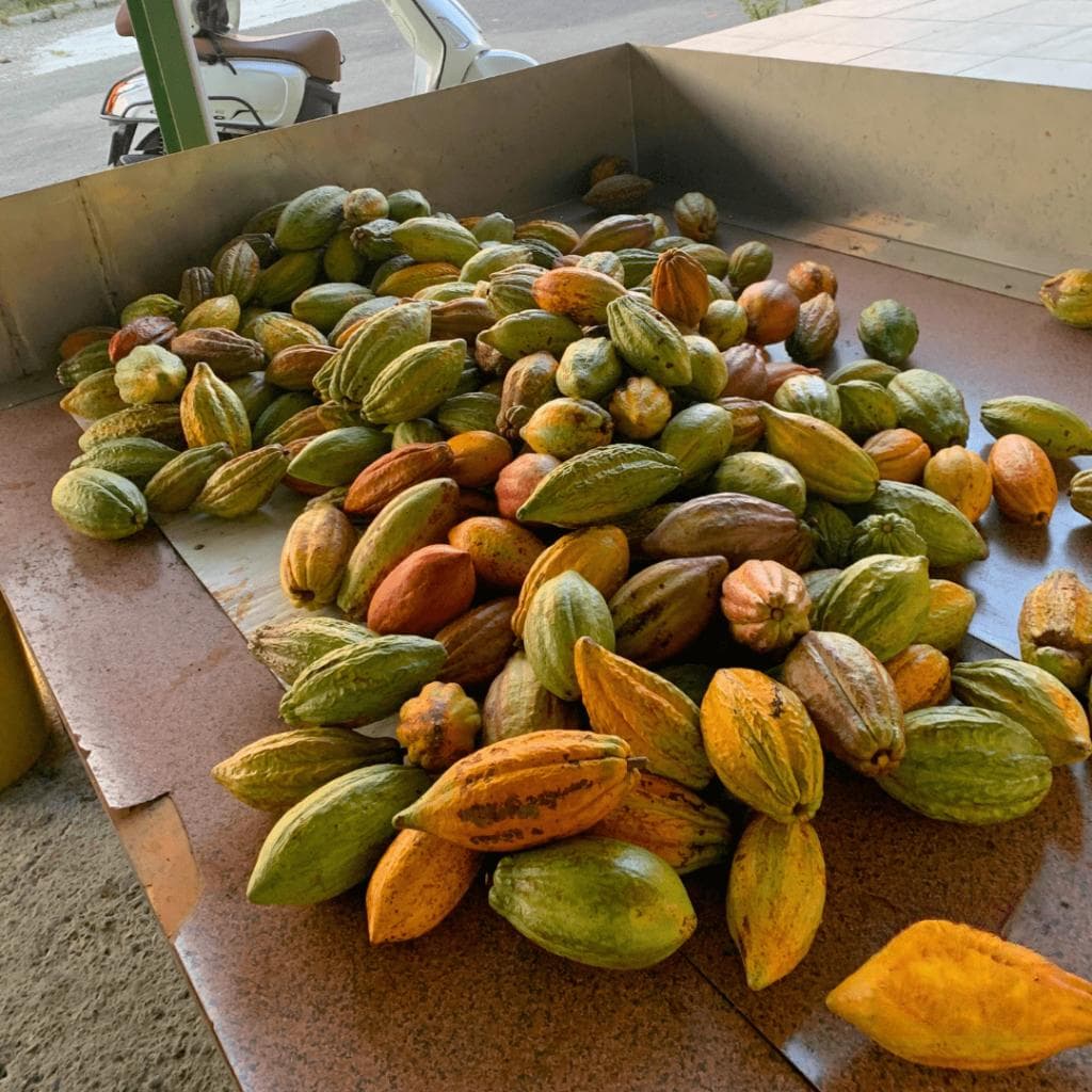 巧克力的生产流程：从可可果到美味巧克力