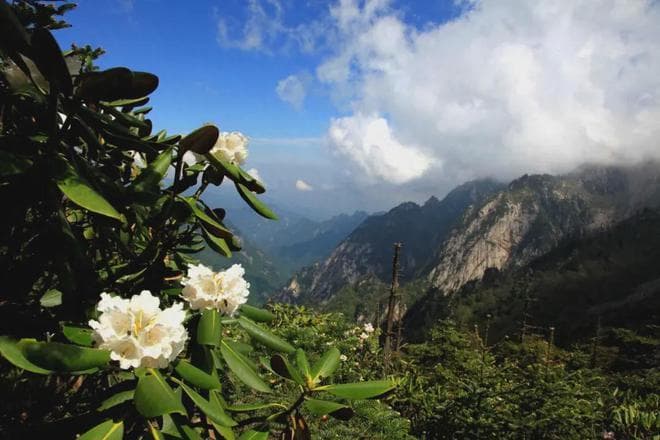 初夏就去朱雀森林公园：尽览秦岭杜鹃花海，打卡西安最高峰冰晶顶