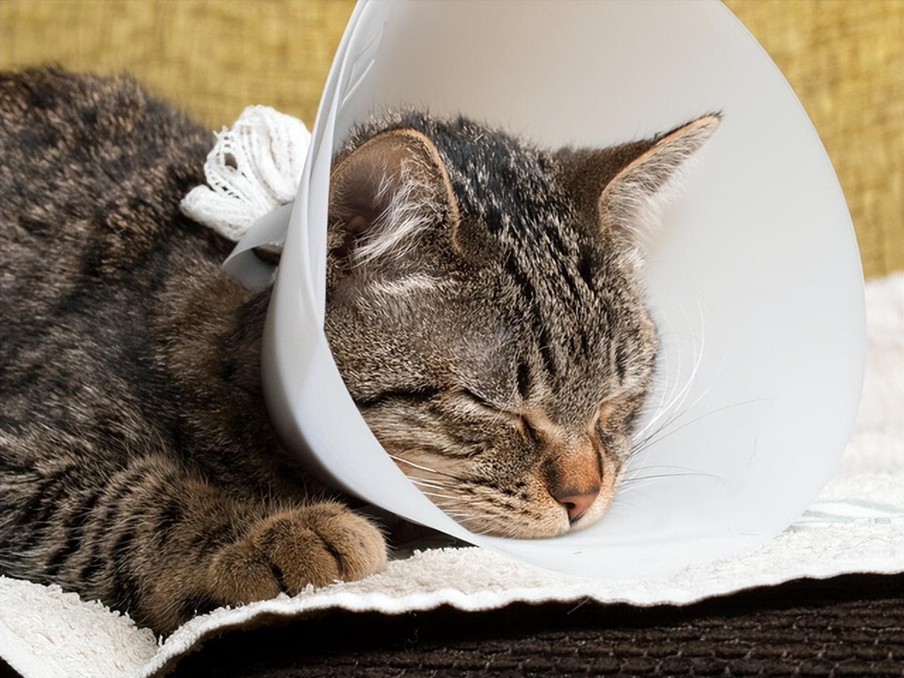 五分钟认识猫咪糖尿病：症状、诊断与治疗性措施
