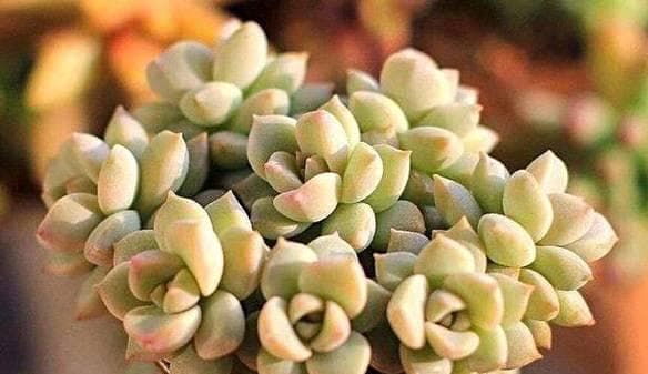 多肉植物喜欢阳光吗？多肉植物对光照的需求是怎样的？