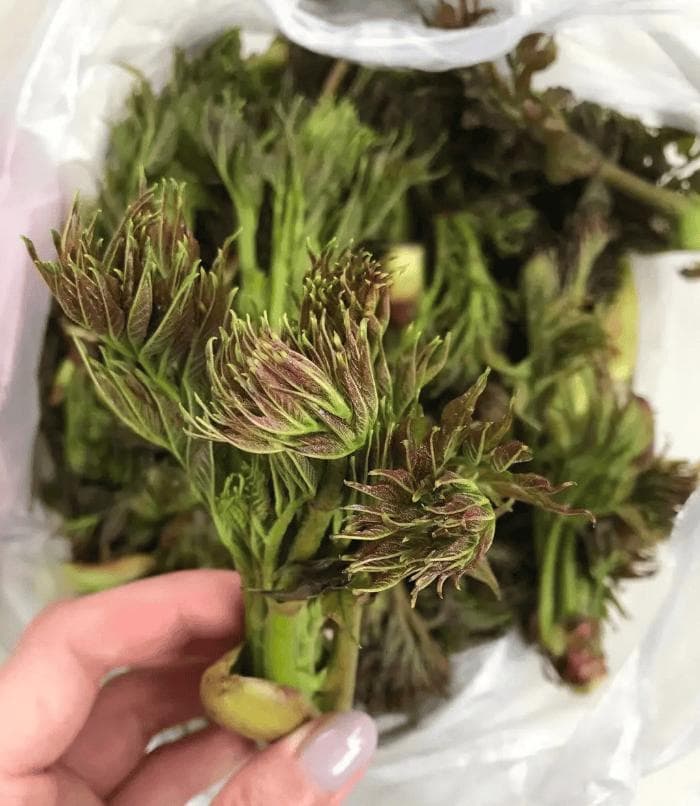 中医话中药之“刺嫩芽”